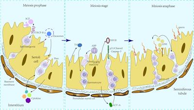 Research progress on Sertoli cell secretion during spermatogenesis